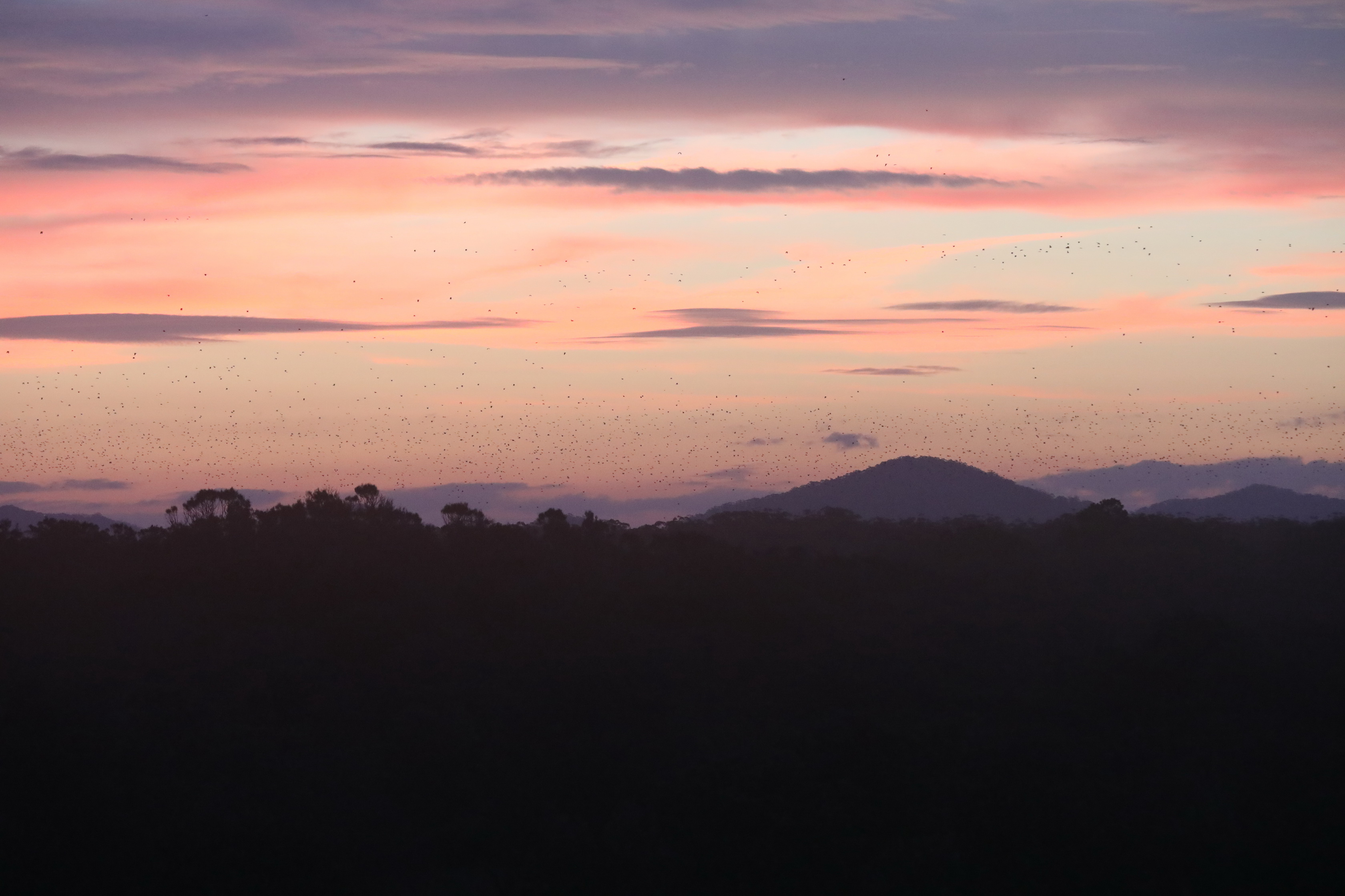 Tausende Flying-foxes / Fruit Bats am Himmel